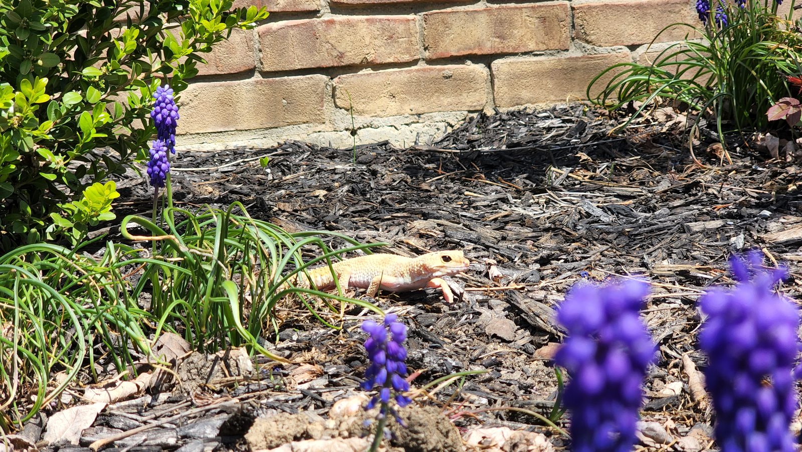 Eggy exploring a flower bed with purple grape hyacinths
