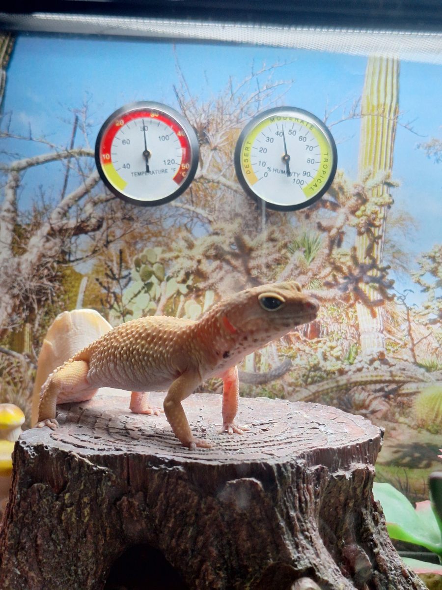 Eggy the leopard gecko standing on a tree stump