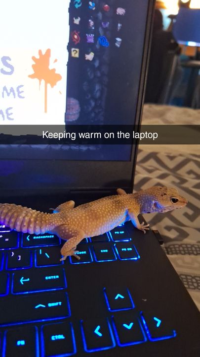 Eggy keeping warm on a laptop keyboard