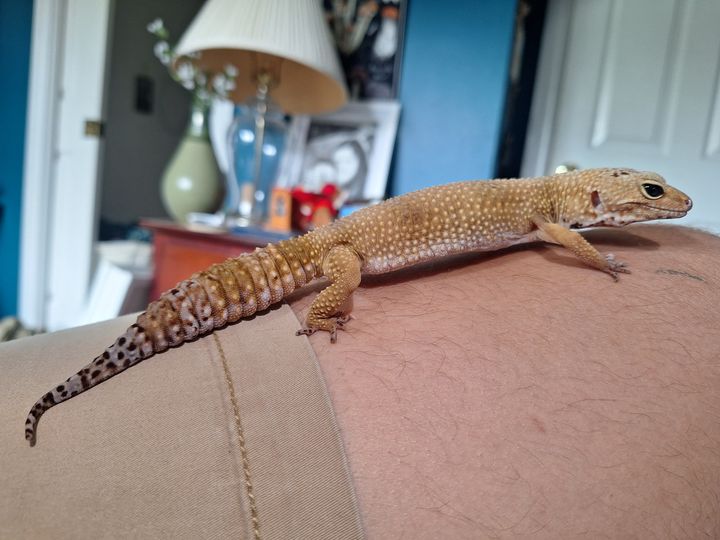 Eggy stretched out on the arm of a couch