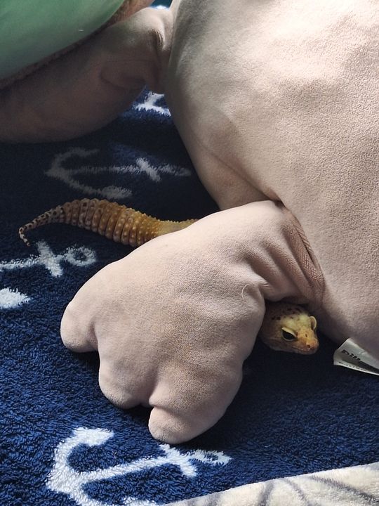 Eggy beside a stuffed toy on a blanket