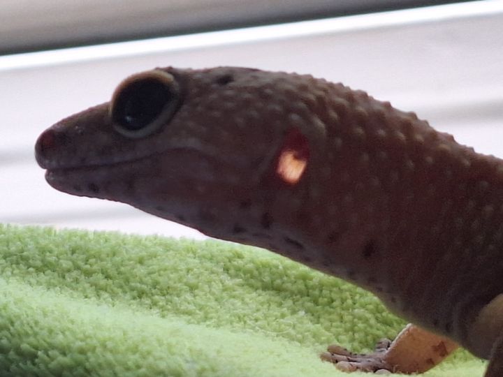 Close-up of Eggy's face