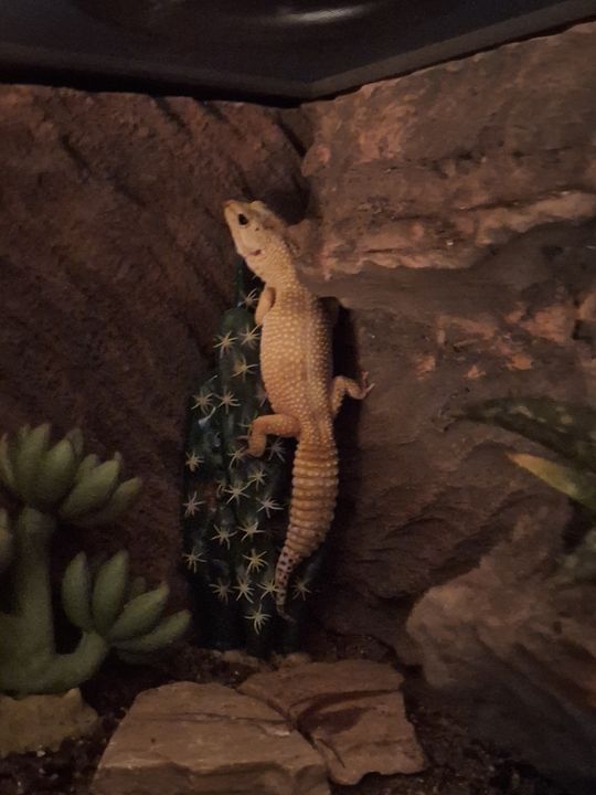 Eggy climbing a rock wall in her terrarium