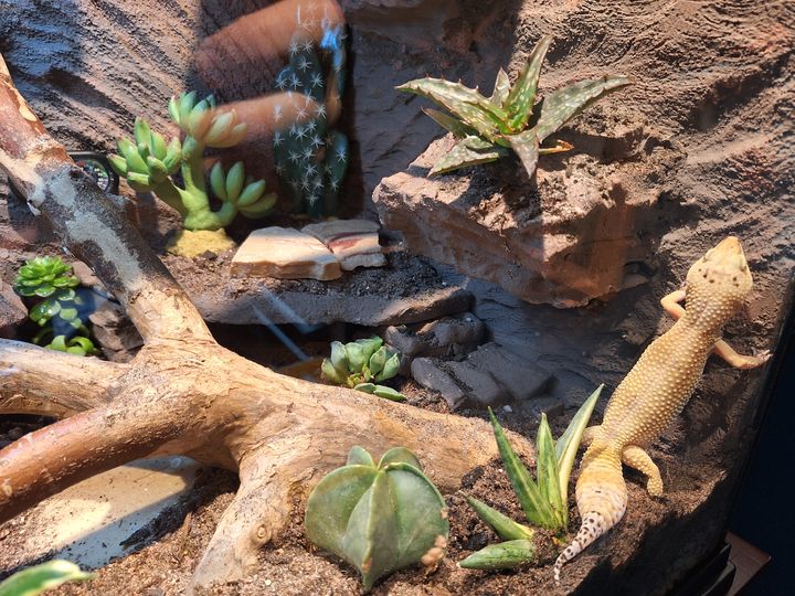 Eggy exploring her terrarium among plants and branches