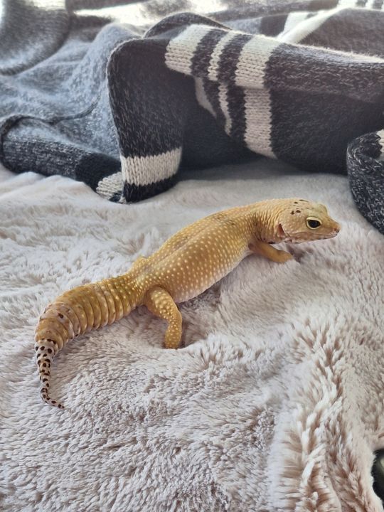 Eggy on a fuzzy white blanket