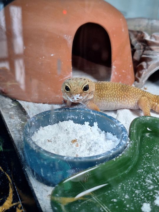 Eggy next to a clay hide and her dish