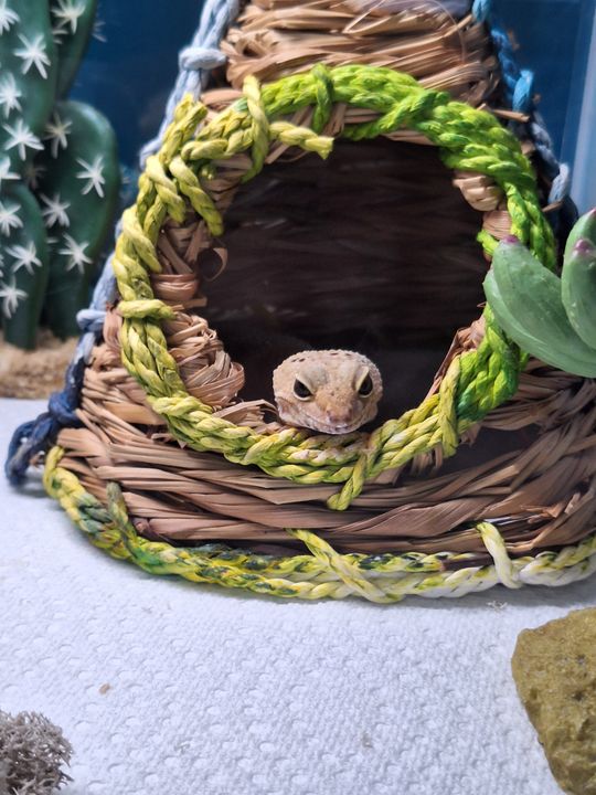 Eggy peeking out of a woven hide