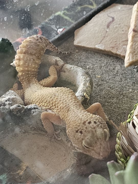 Eggy curled on a rock in her terrarium