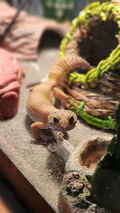 Eggy beside a woven hide