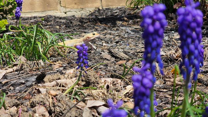 Eggy in a flower bed with grape hyacinths