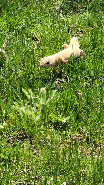 Eggy in the grass