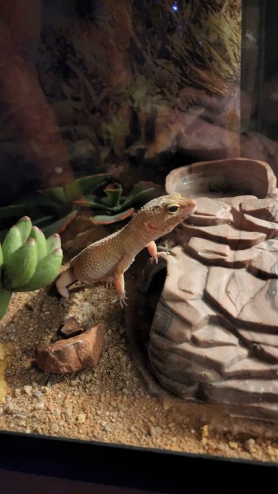 Eggy by a rock hide in her tank