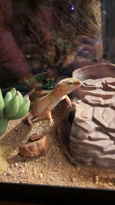 Eggy by a rock hide in her tank, another angle
