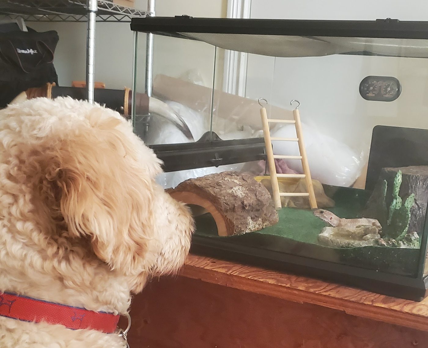 A curly-haired dog peering into Eggy's first tank