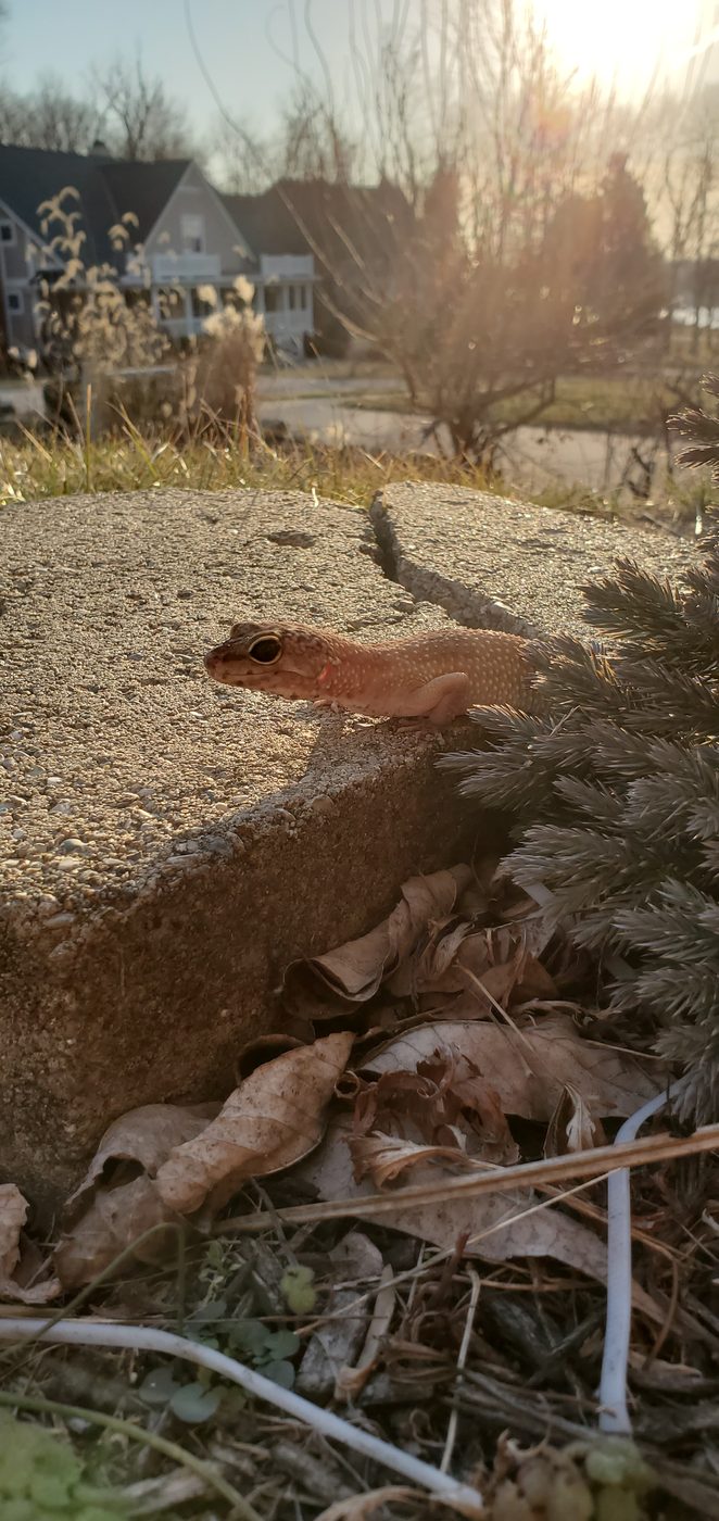Eggy sunning herself on a concrete ledge outdoors