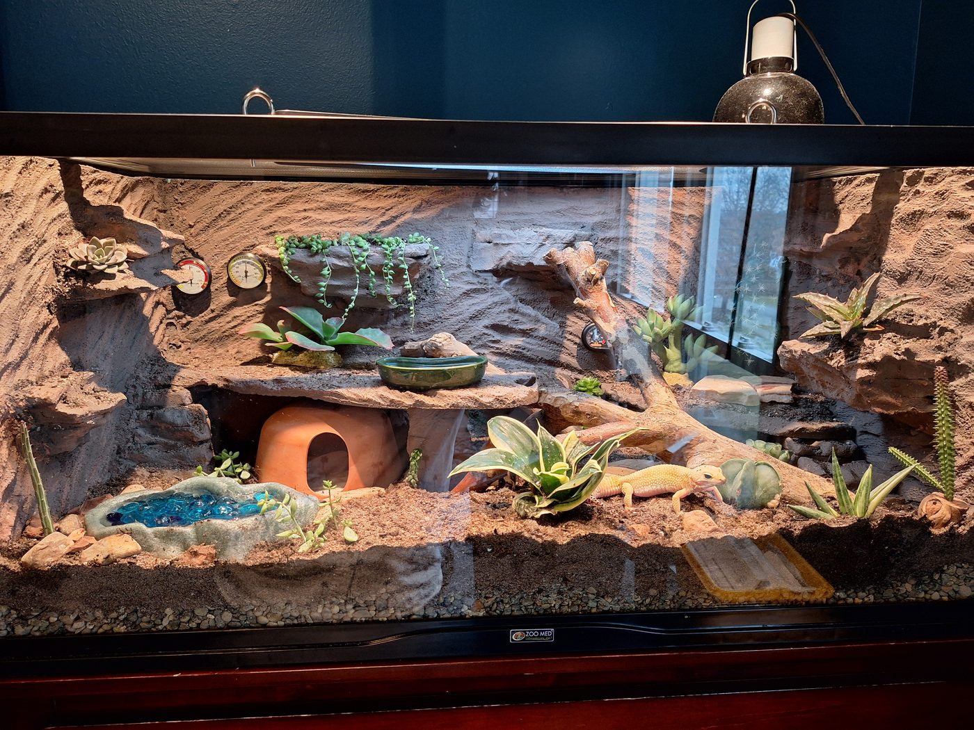 Eggy's terrarium with rocky walls, live plants and a clay hide